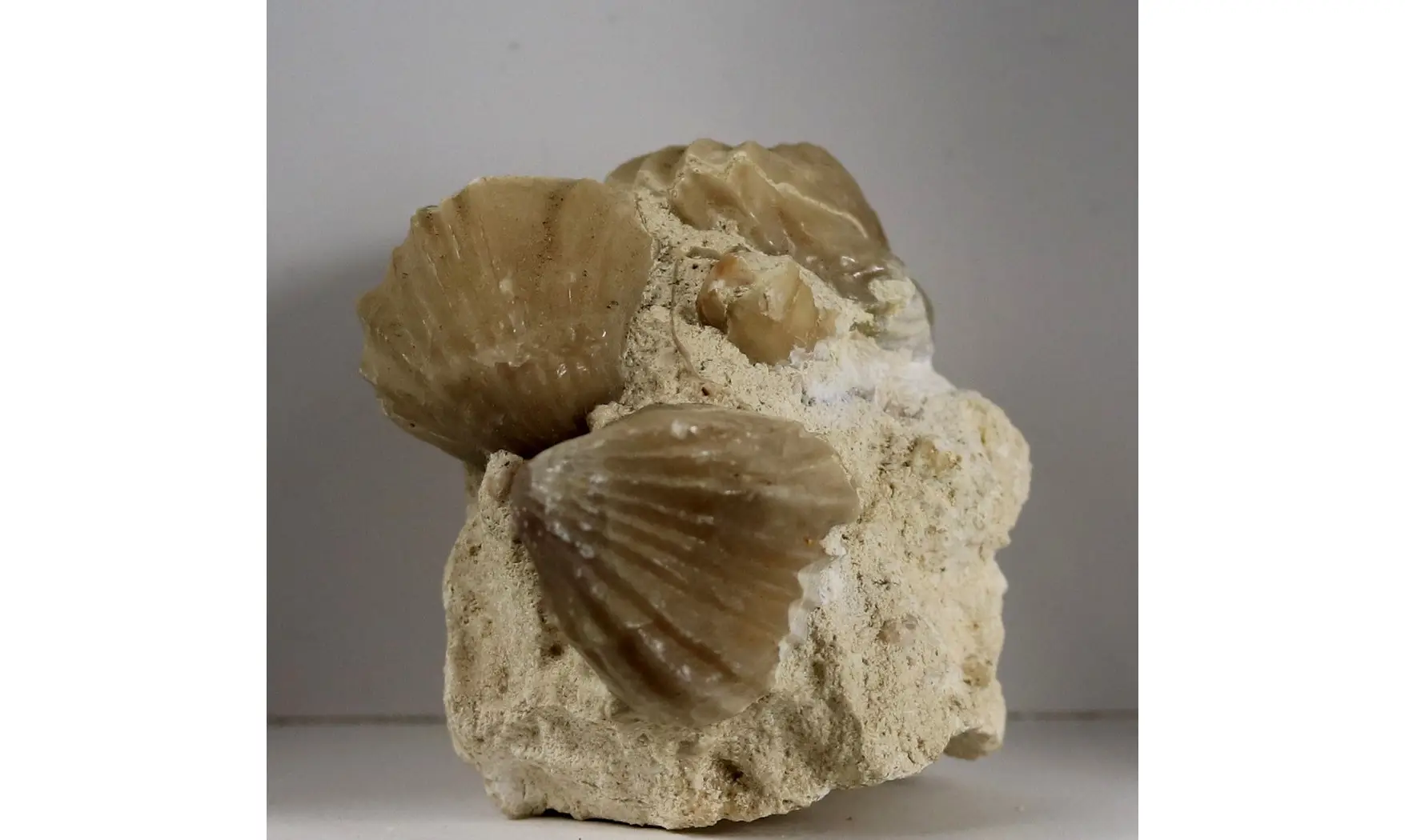 Burmirhynchia decorata