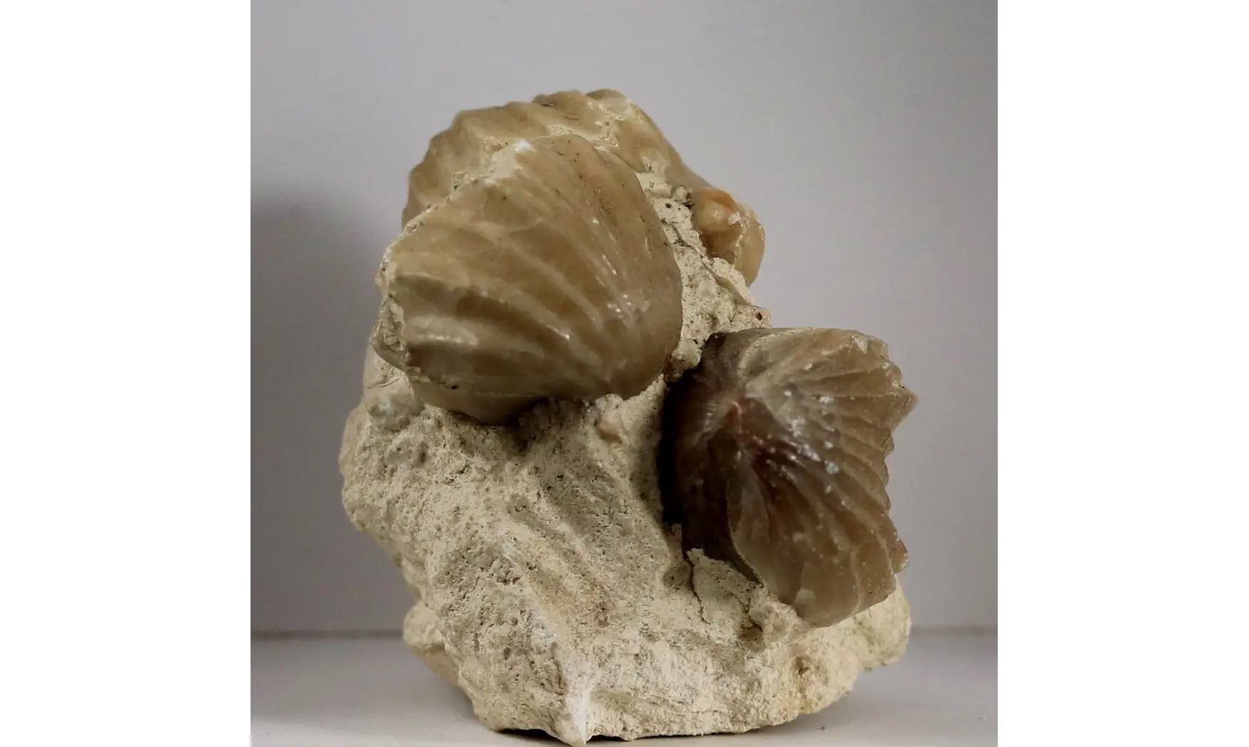 Burmirhynchia decorata