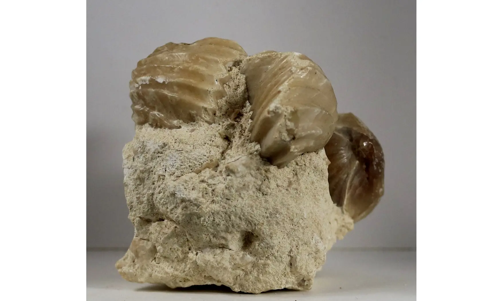 Burmirhynchia decorata