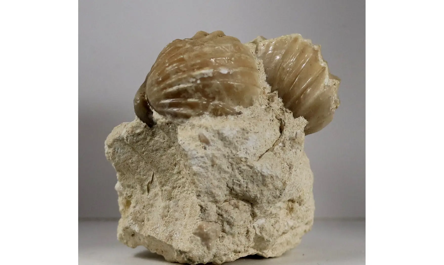 Burmirhynchia decorata