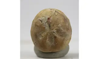 Hemiaster bexari