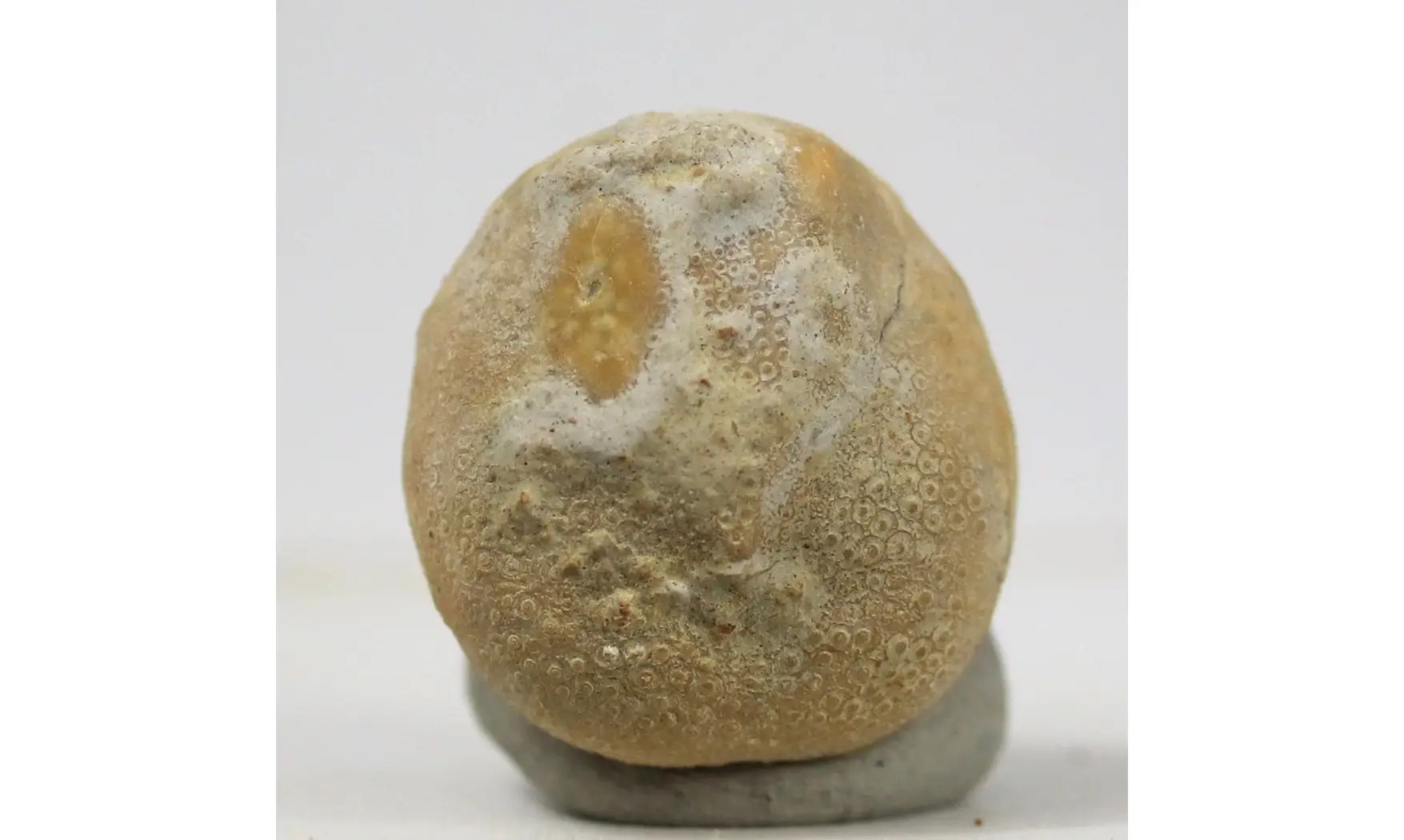Hemiaster bexari