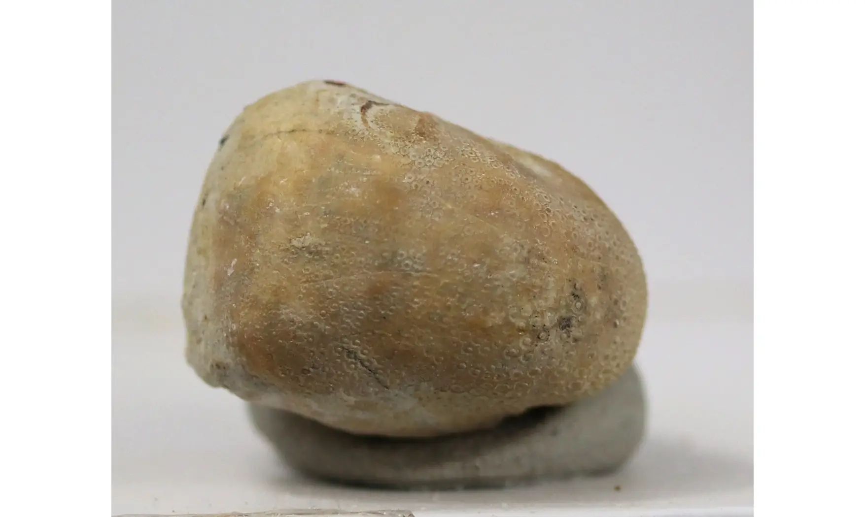 Hemiaster bexari