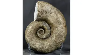 Lytoceras sublineatum