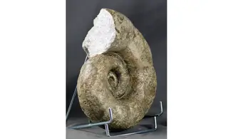 Lytoceras sublineatum