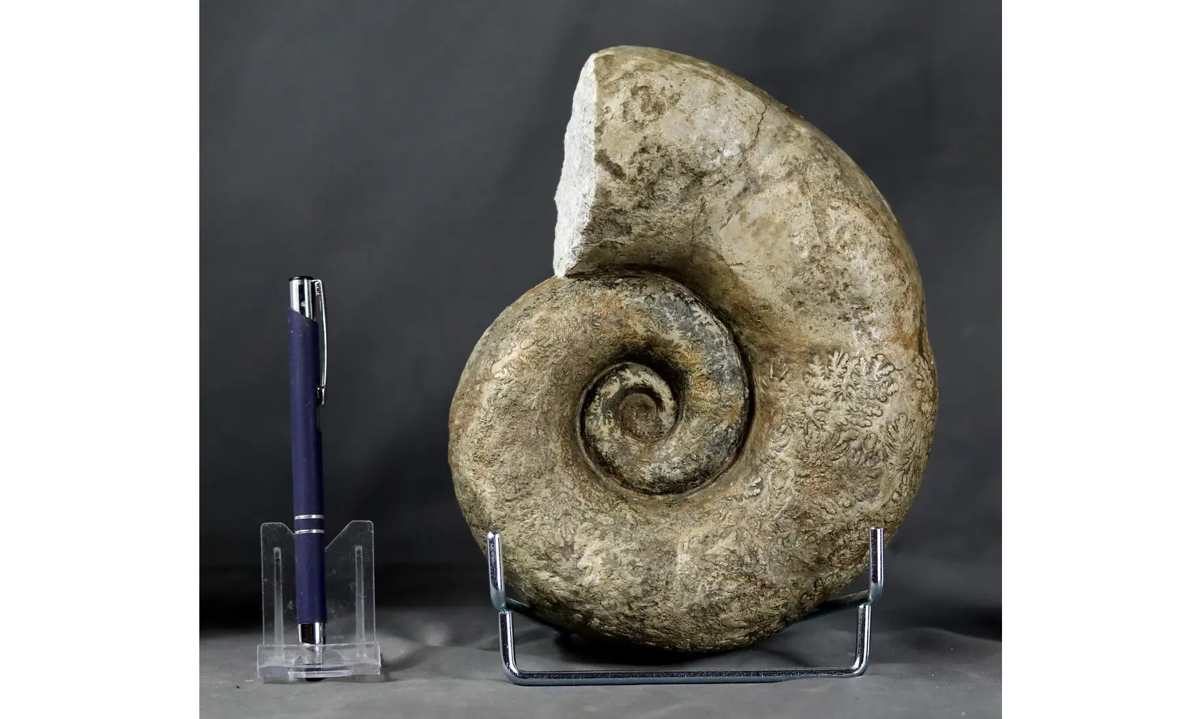 Lytoceras sublineatum