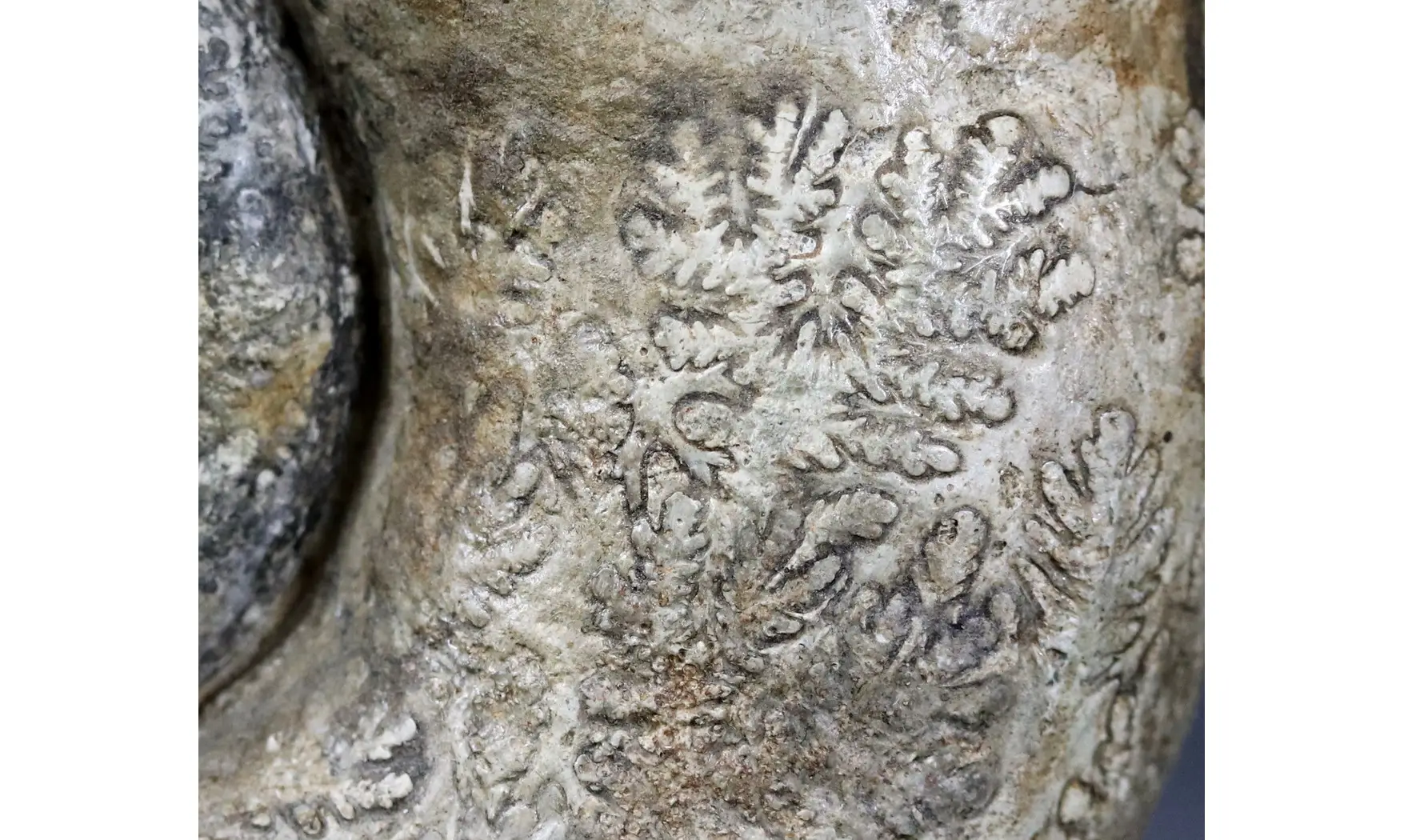Lytoceras sublineatum