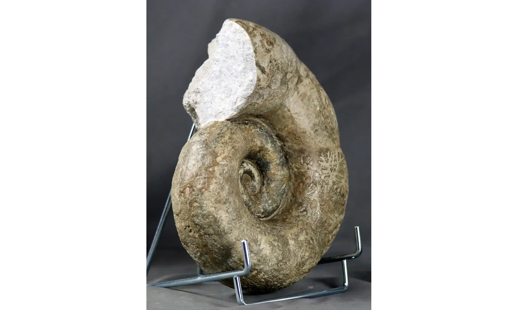 Lytoceras sublineatum