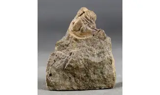 Diademaproetus cf. pertinax