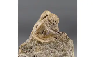 Diademaproetus cf. pertinax