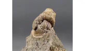 Diademaproetus cf. pertinax