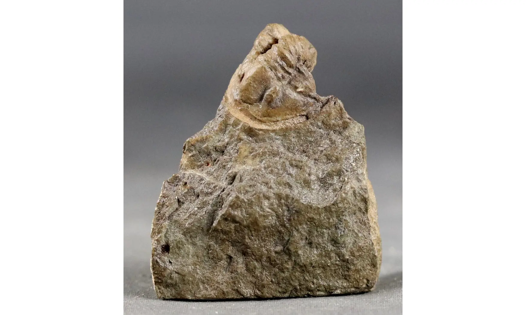 Diademaproetus cf. pertinax