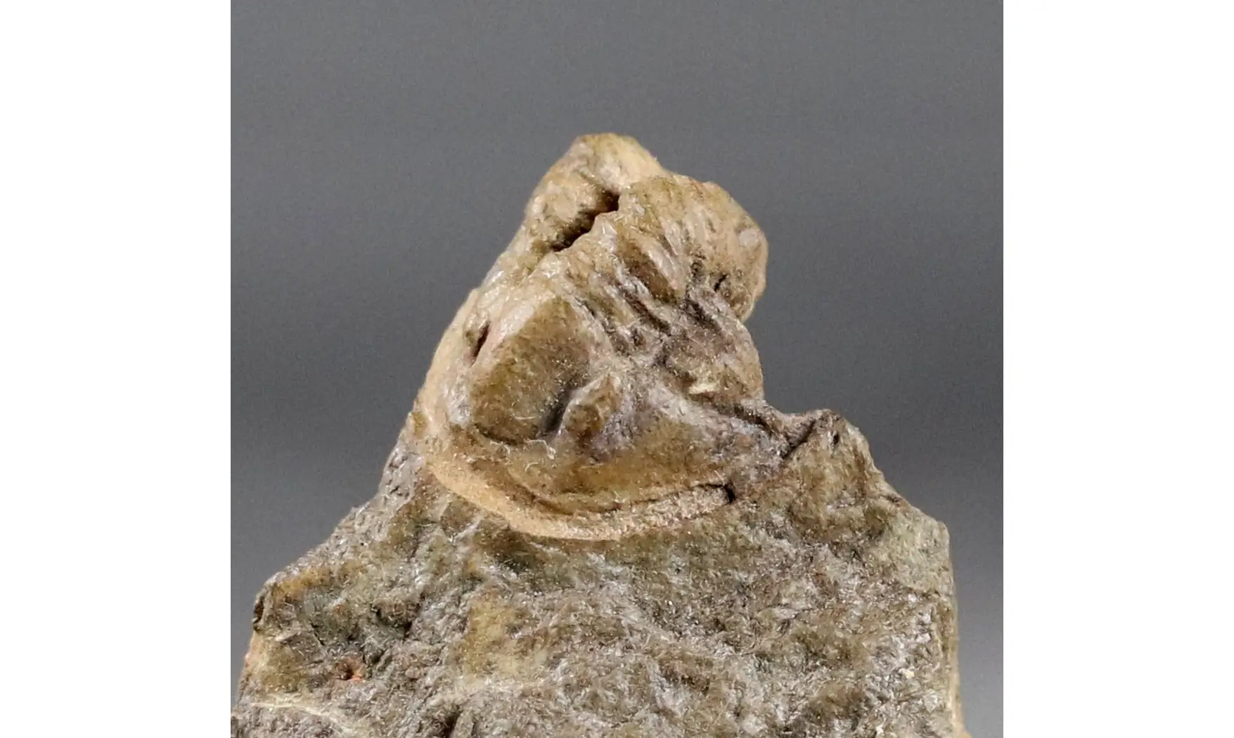 Diademaproetus cf. pertinax