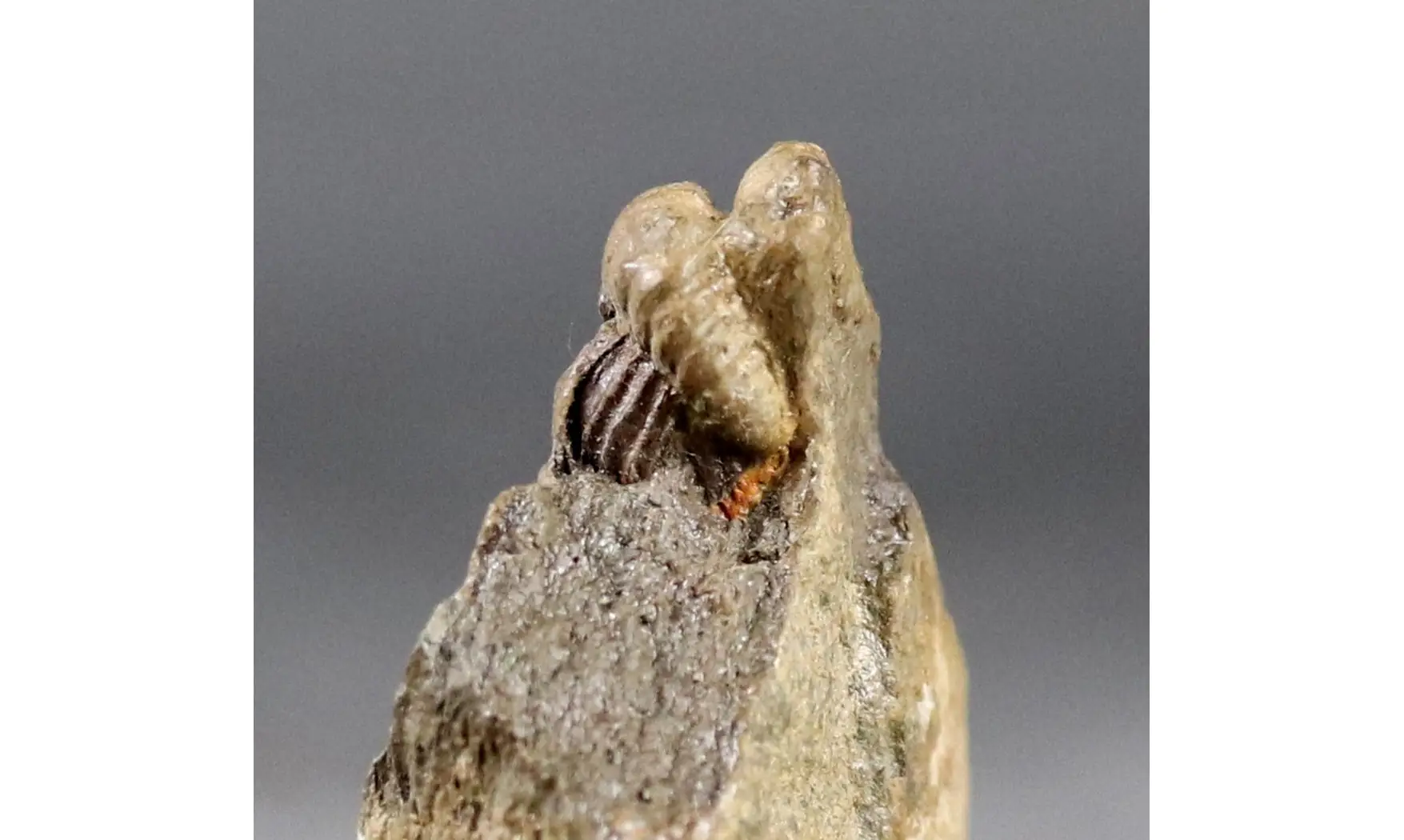 Diademaproetus cf. pertinax