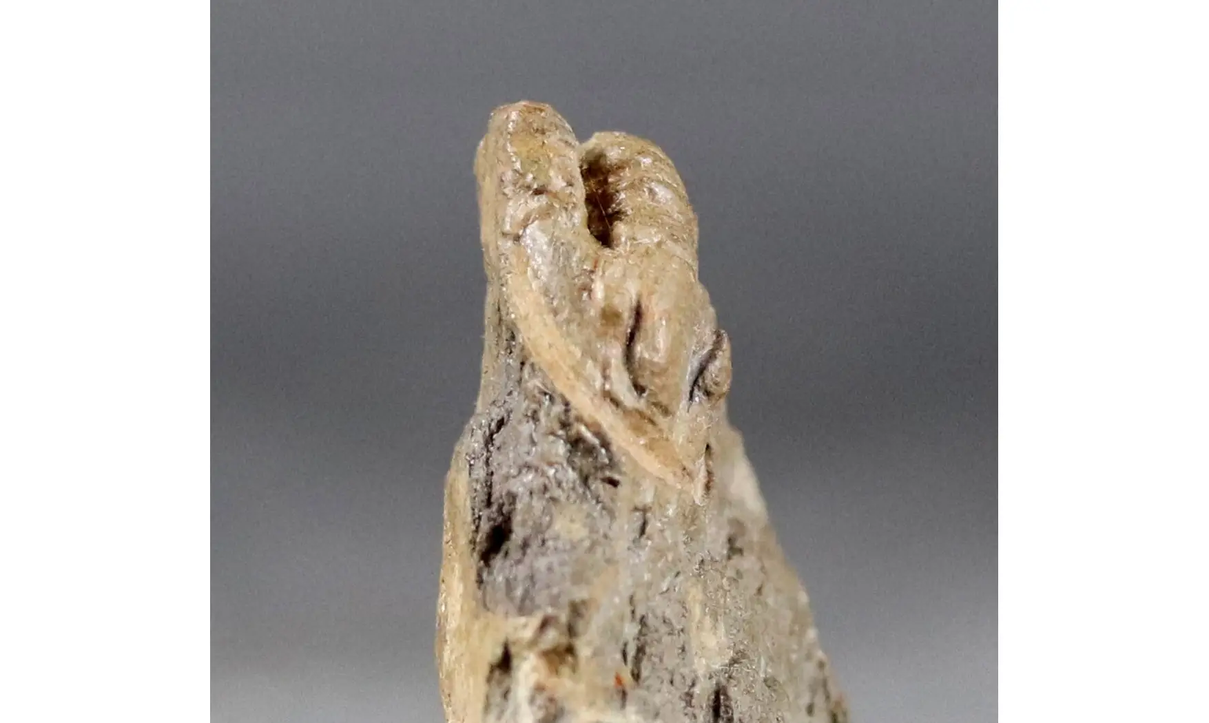 Diademaproetus cf. pertinax