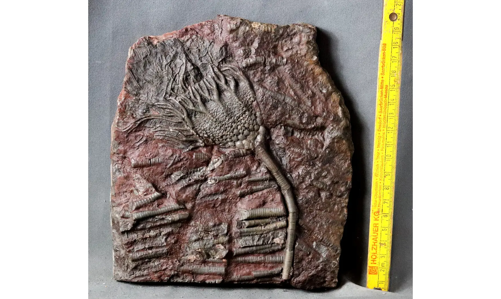 Scyphocrinites elegans