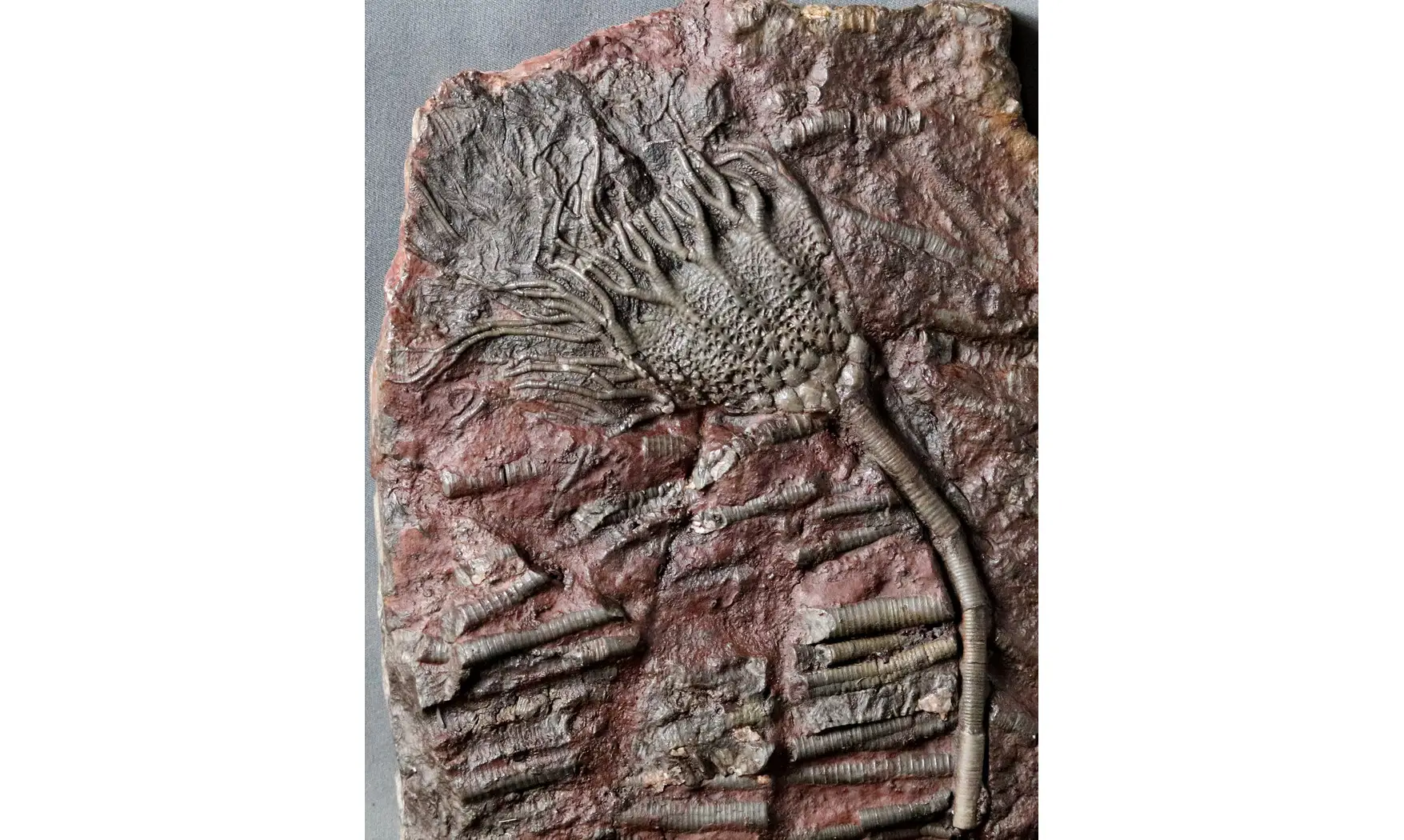 Scyphocrinites elegans