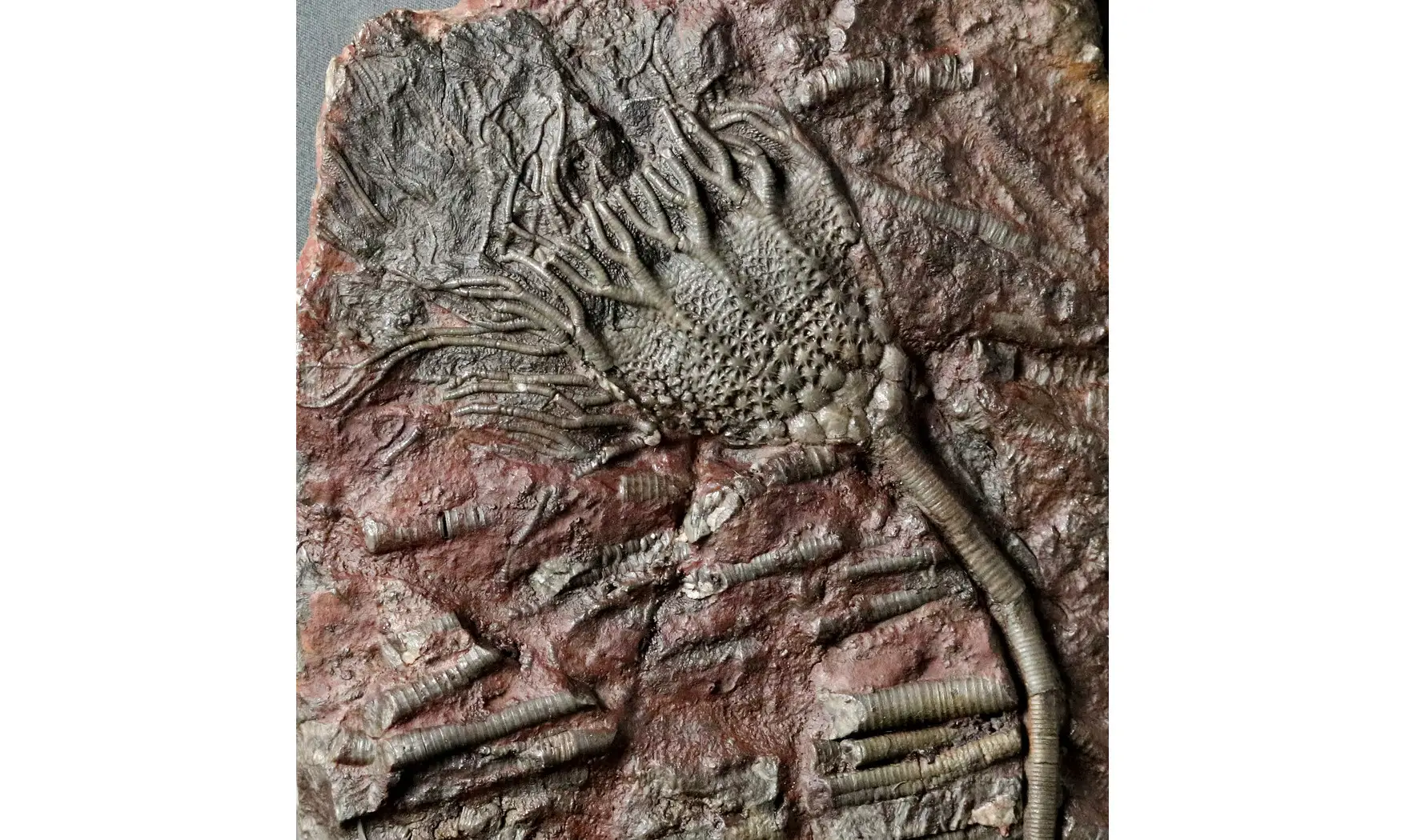 Scyphocrinites elegans