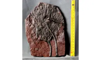 Scyphocrinites elegans