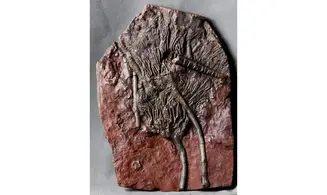 Scyphocrinites elegans