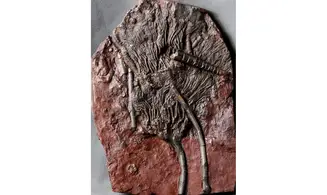 Scyphocrinites elegans