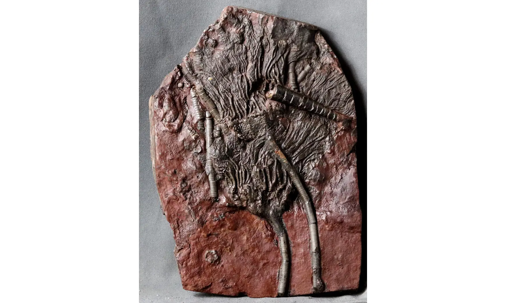 Scyphocrinites elegans