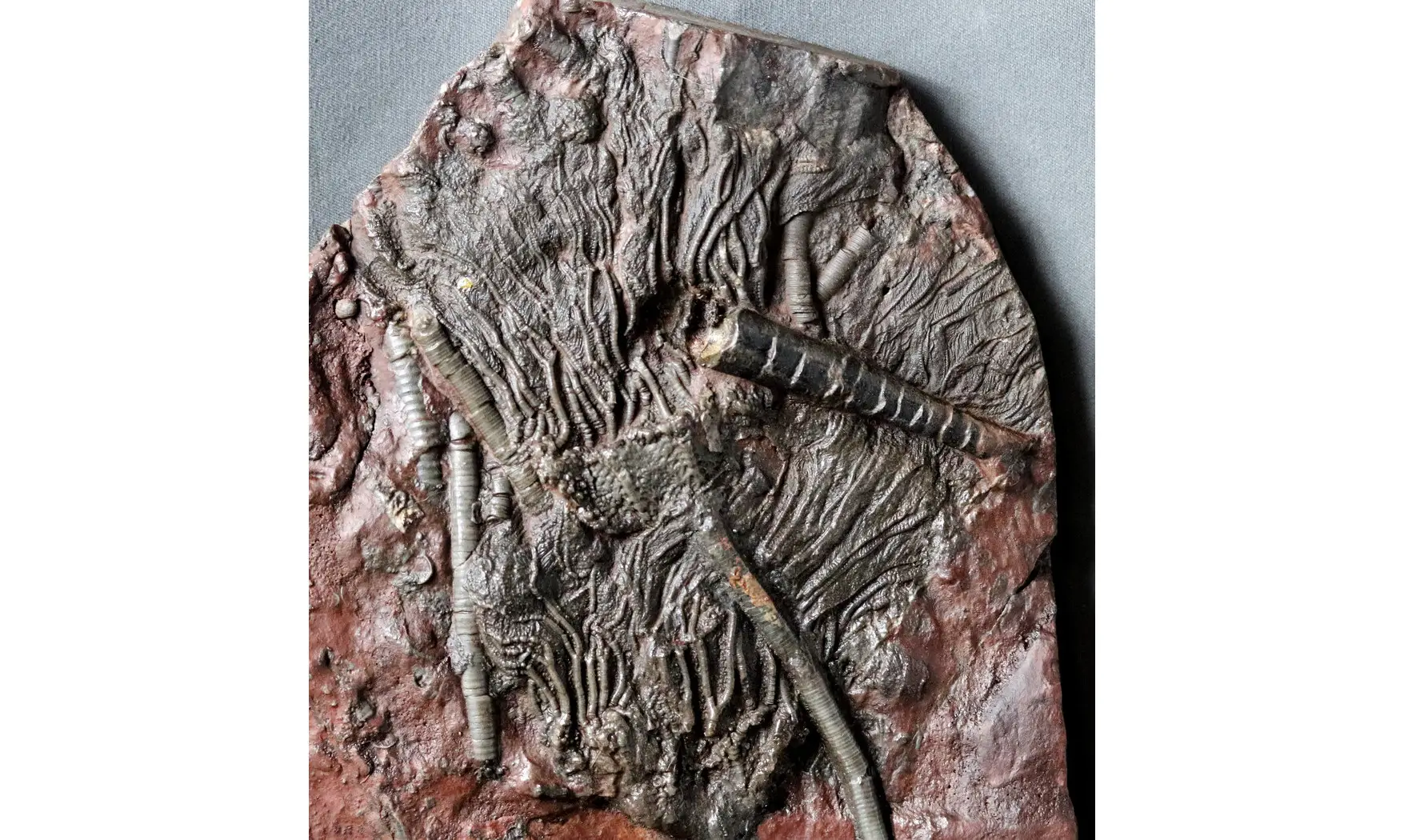 Scyphocrinites elegans