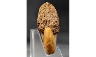 Adabofoloceras madagascariense
