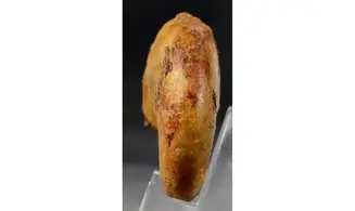 Adabofoloceras madagascariense