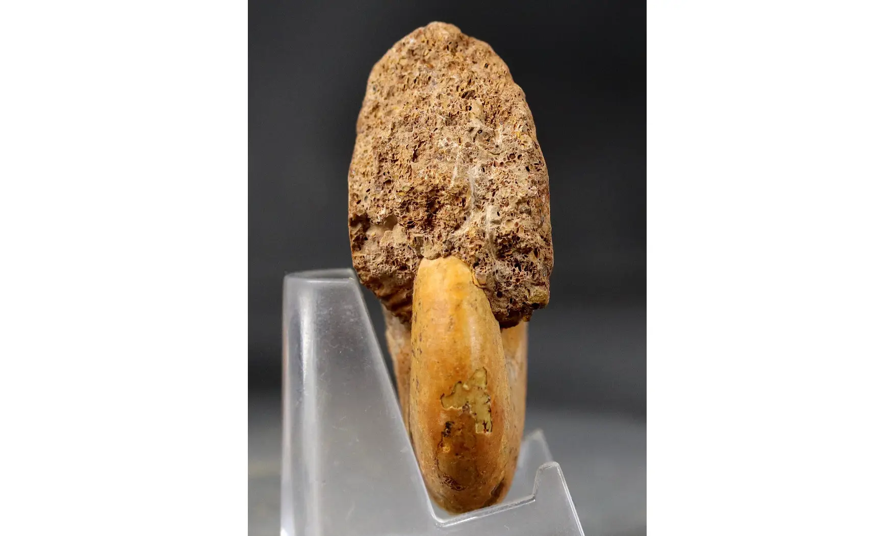 Adabofoloceras madagascariense