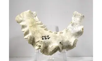 Agerostrea ungalata
