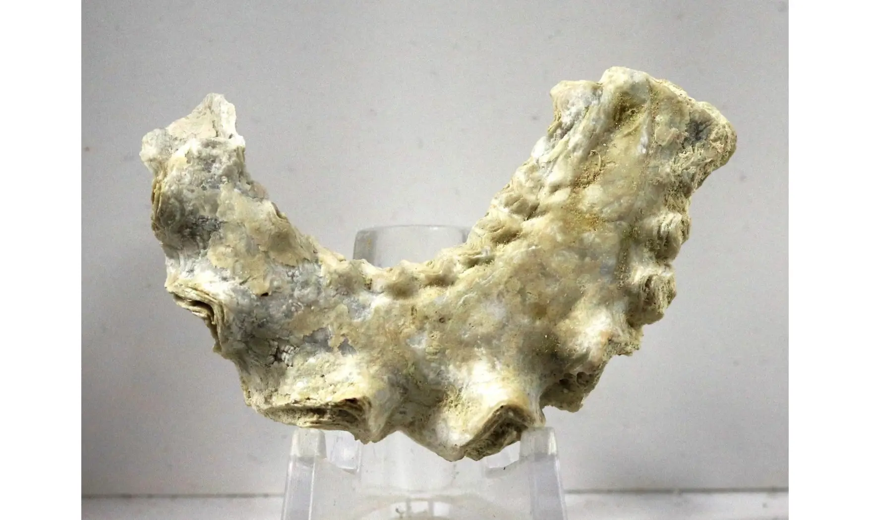 Agerostrea ungalata