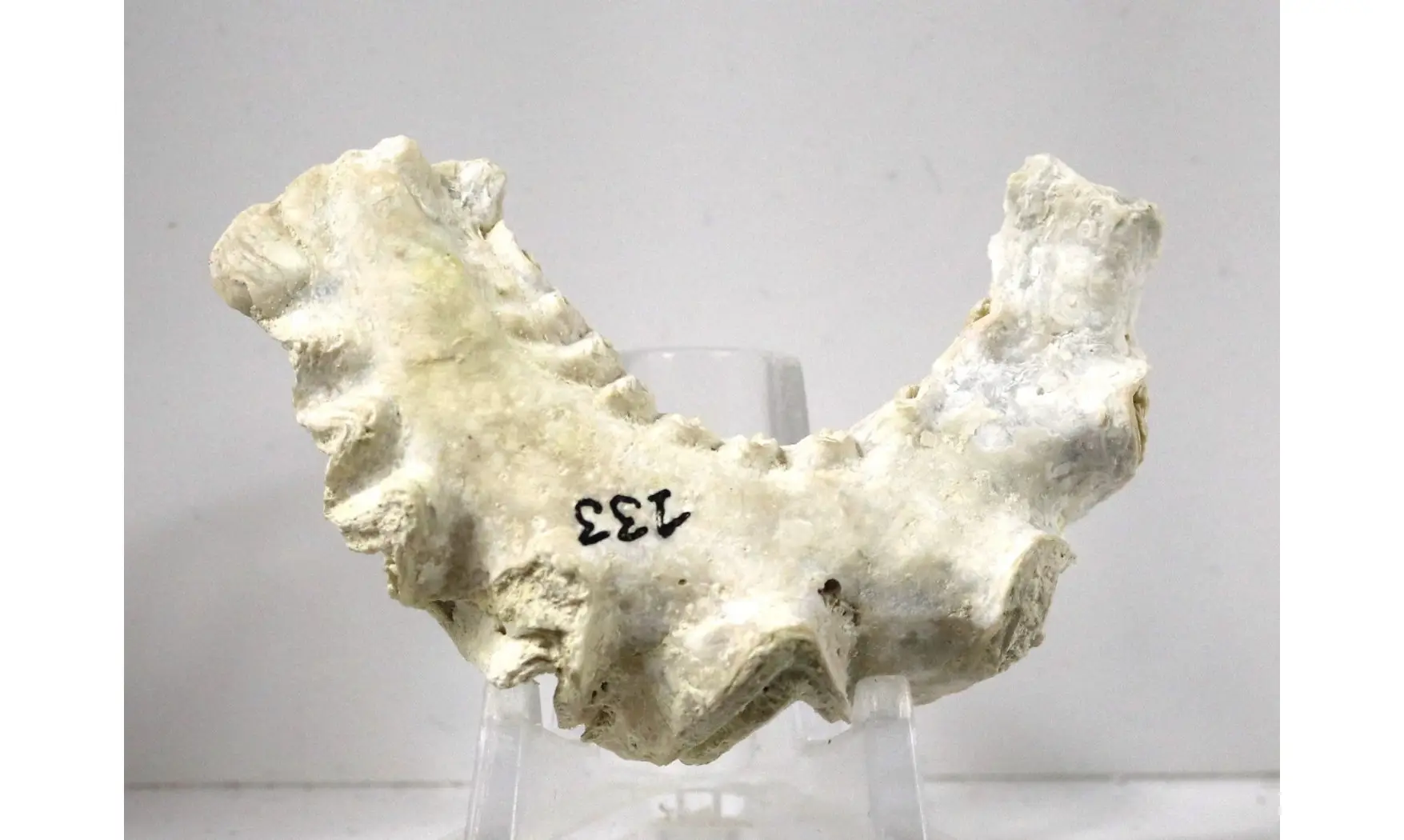 Agerostrea ungalata
