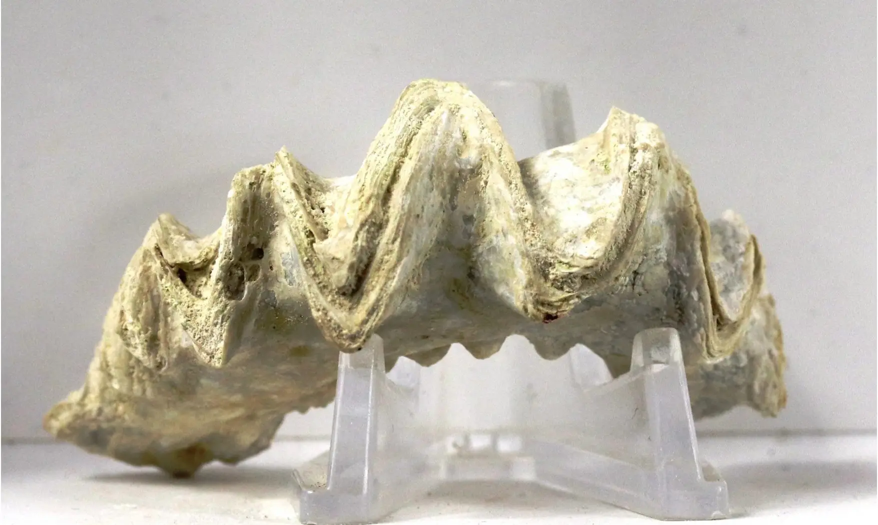 Agerostrea ungalata