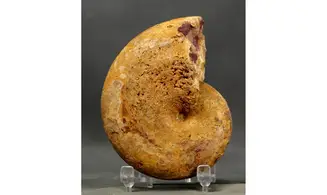 Adabofoloceras madagascariense
