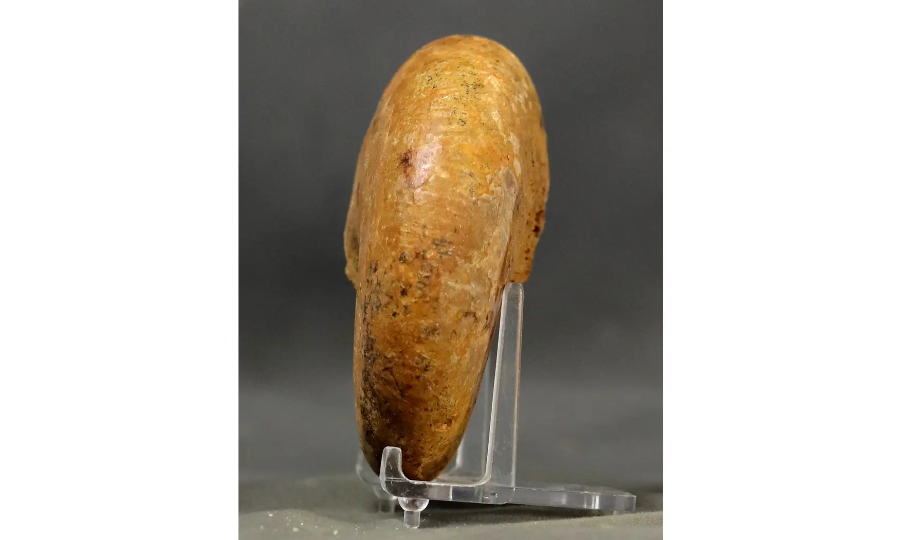 Adabofoloceras madagascariense