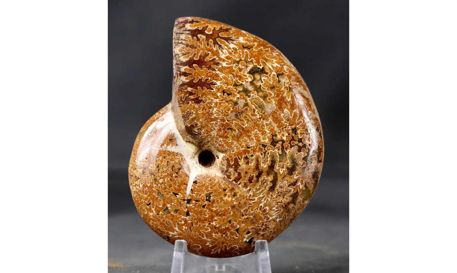 Calliphylloceras disputabile