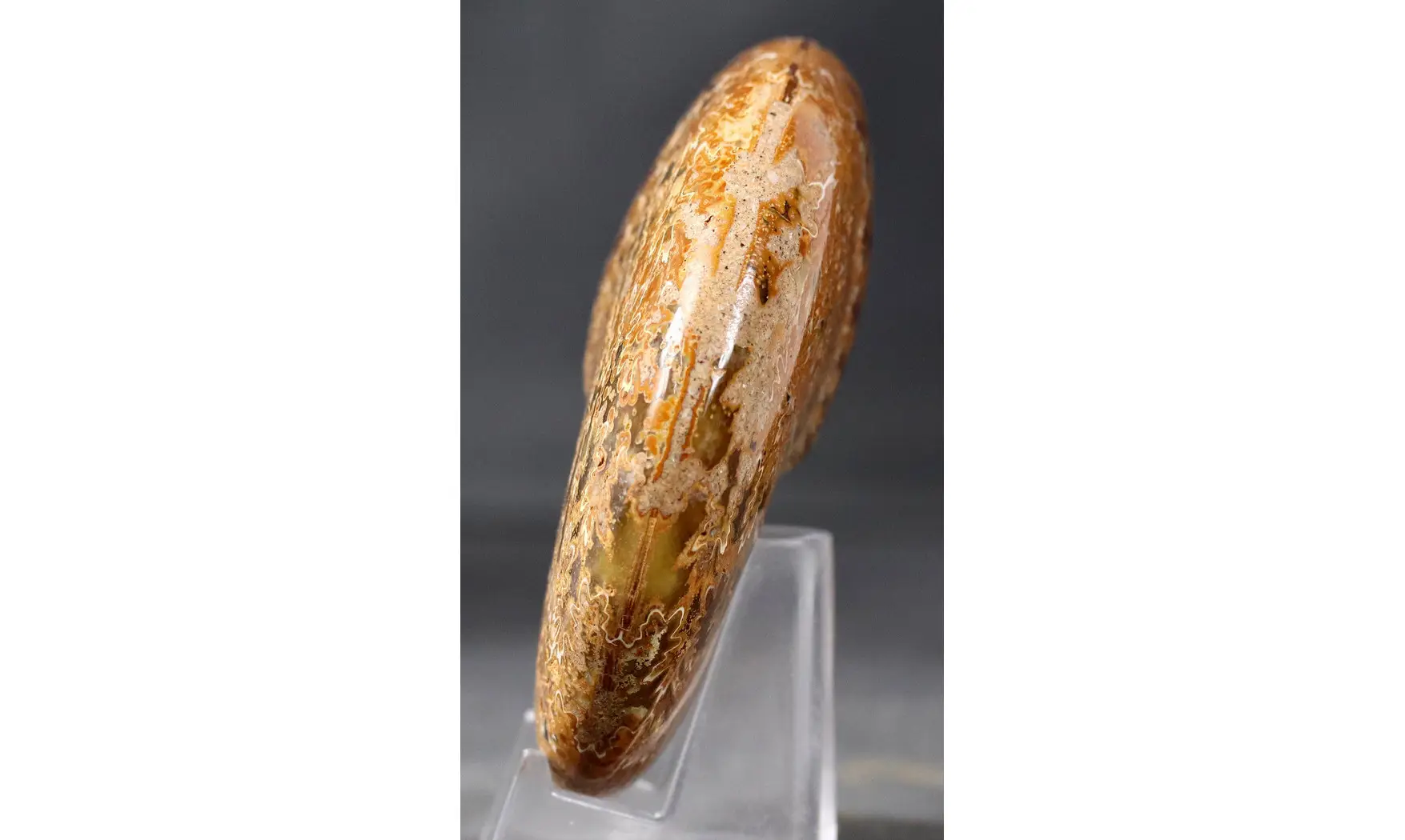 Calliphylloceras disputabile
