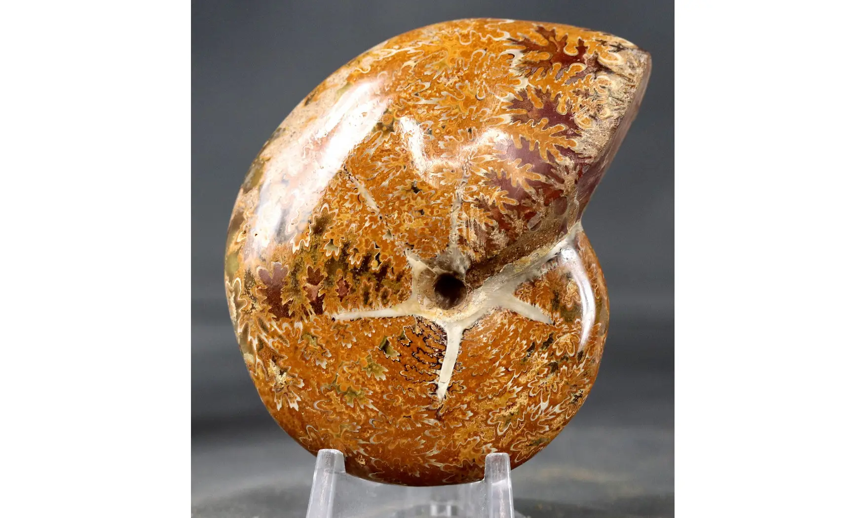 Calliphylloceras disputabile