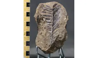Nilssonia kurwia
