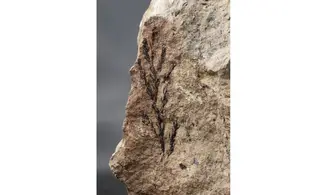 Sphenolepis sternbergiana
