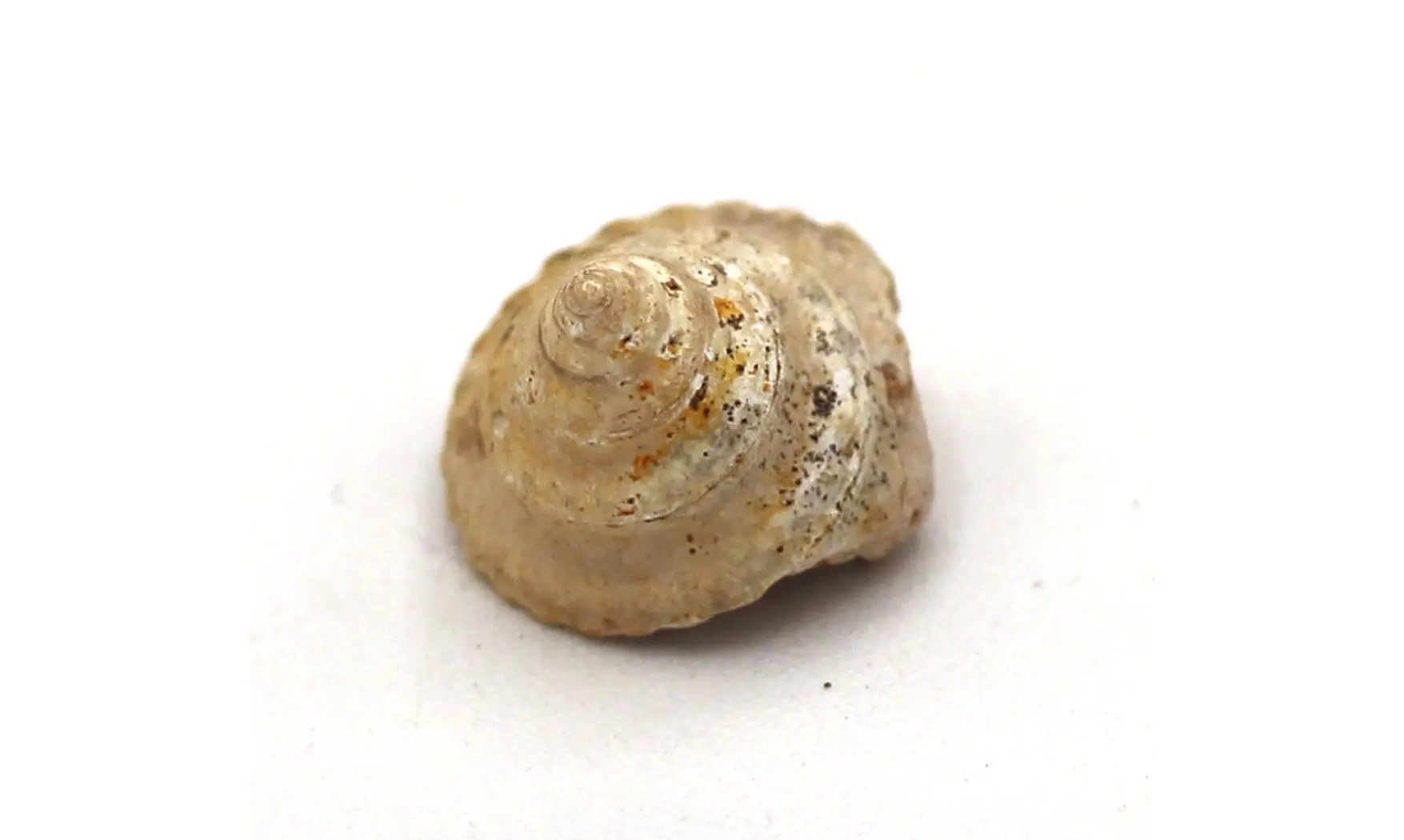 Amberleya subduplicata