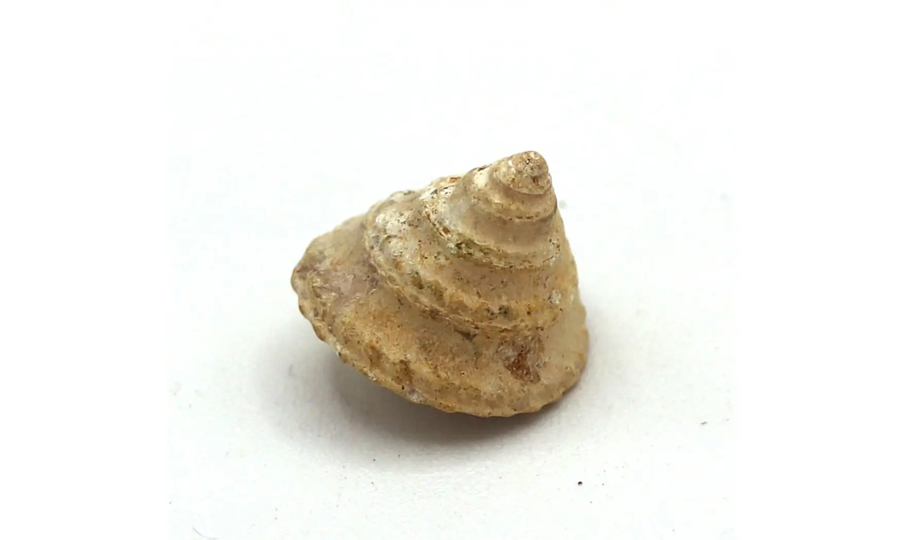Amberleya subduplicata