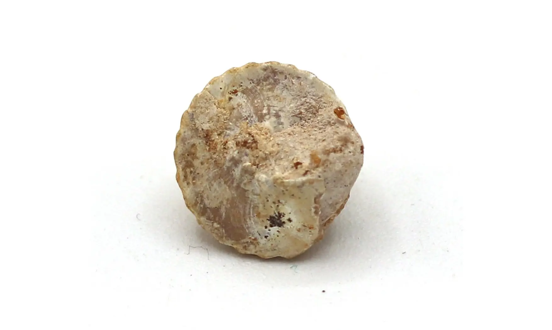 Amberleya subduplicata