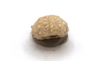 Salenia petalifera