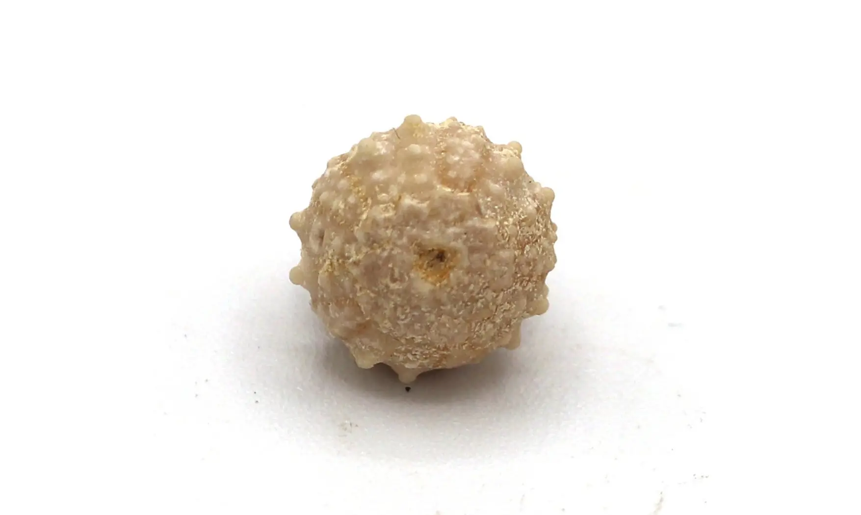 Salenia petalifera