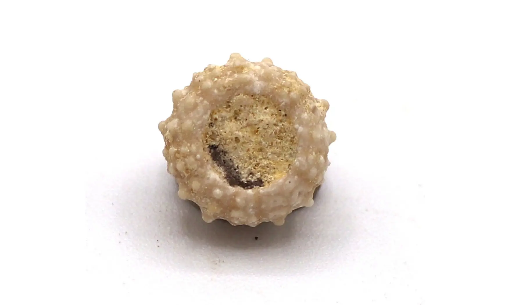 Salenia petalifera