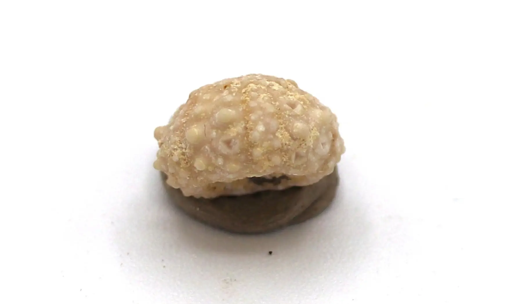 Salenia petalifera