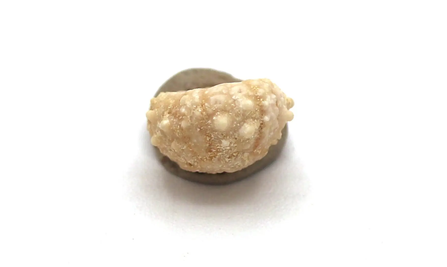 Salenia petalifera