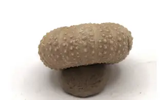 Tetragramma variolare